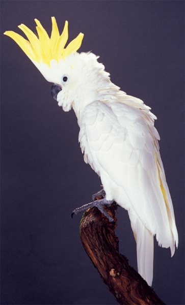 This magnificent Eleonora cockatoo is showing off her large and impressive - photo 3