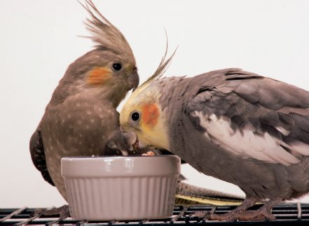 Cockatiels often bond with each other as well as with their owners These two - photo 4