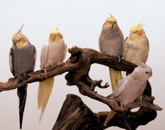 This group displays the special characteristics of the little parrots known as - photo 2