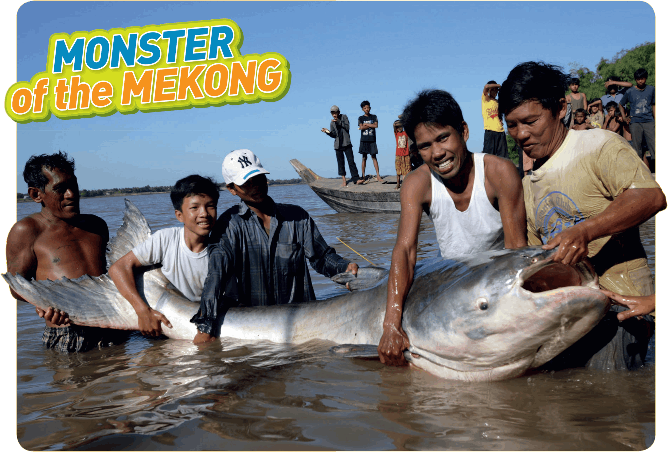 It takes five people to hold this captured Mekong catfish - photo 8