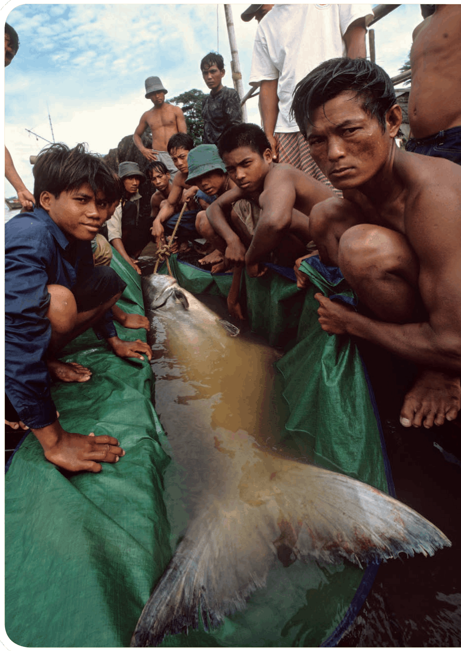 Local fishermen use a tarp to lift a giant catfish out of the river T heres - photo 12