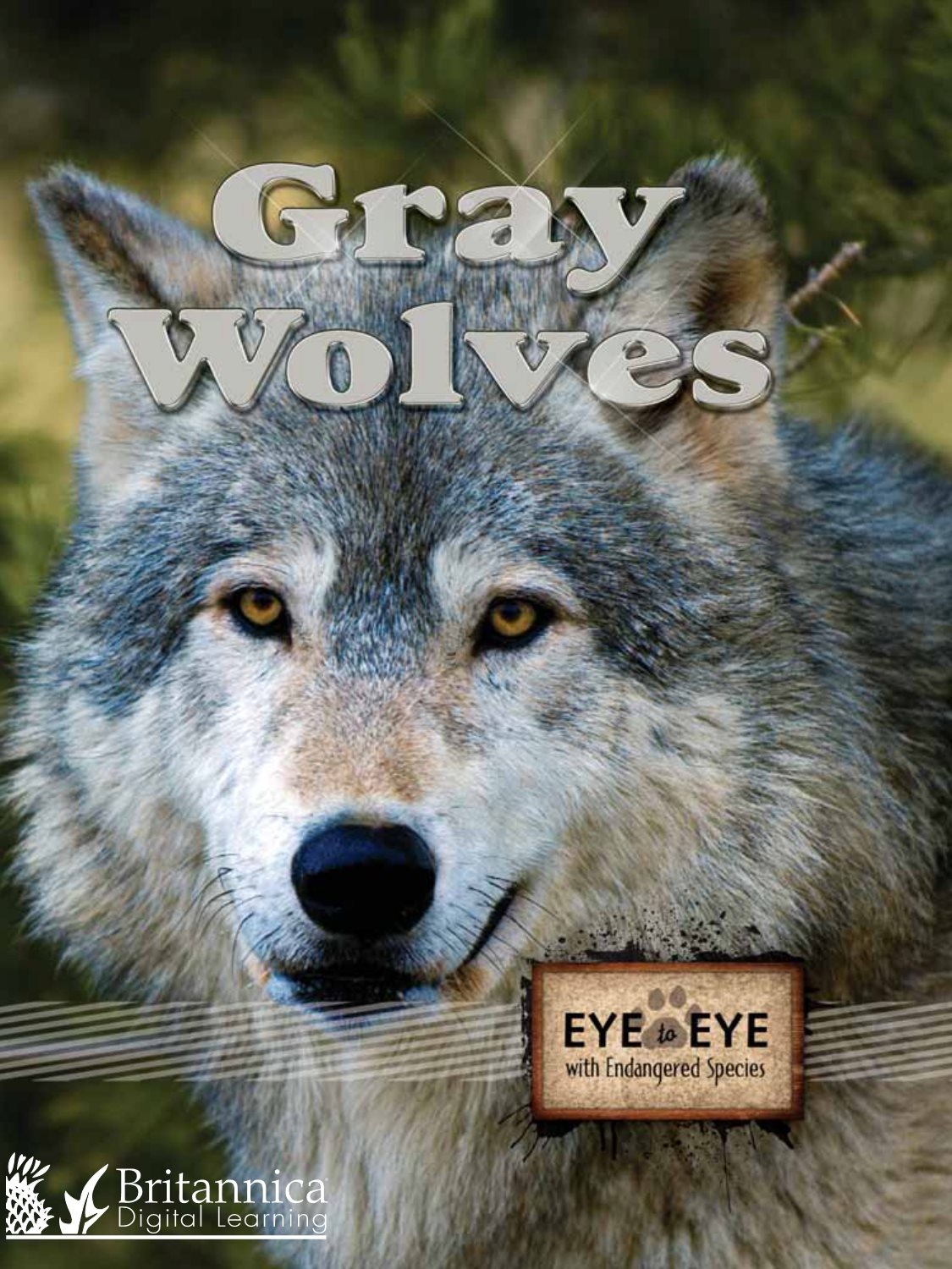 Gray Wolves - photo 1