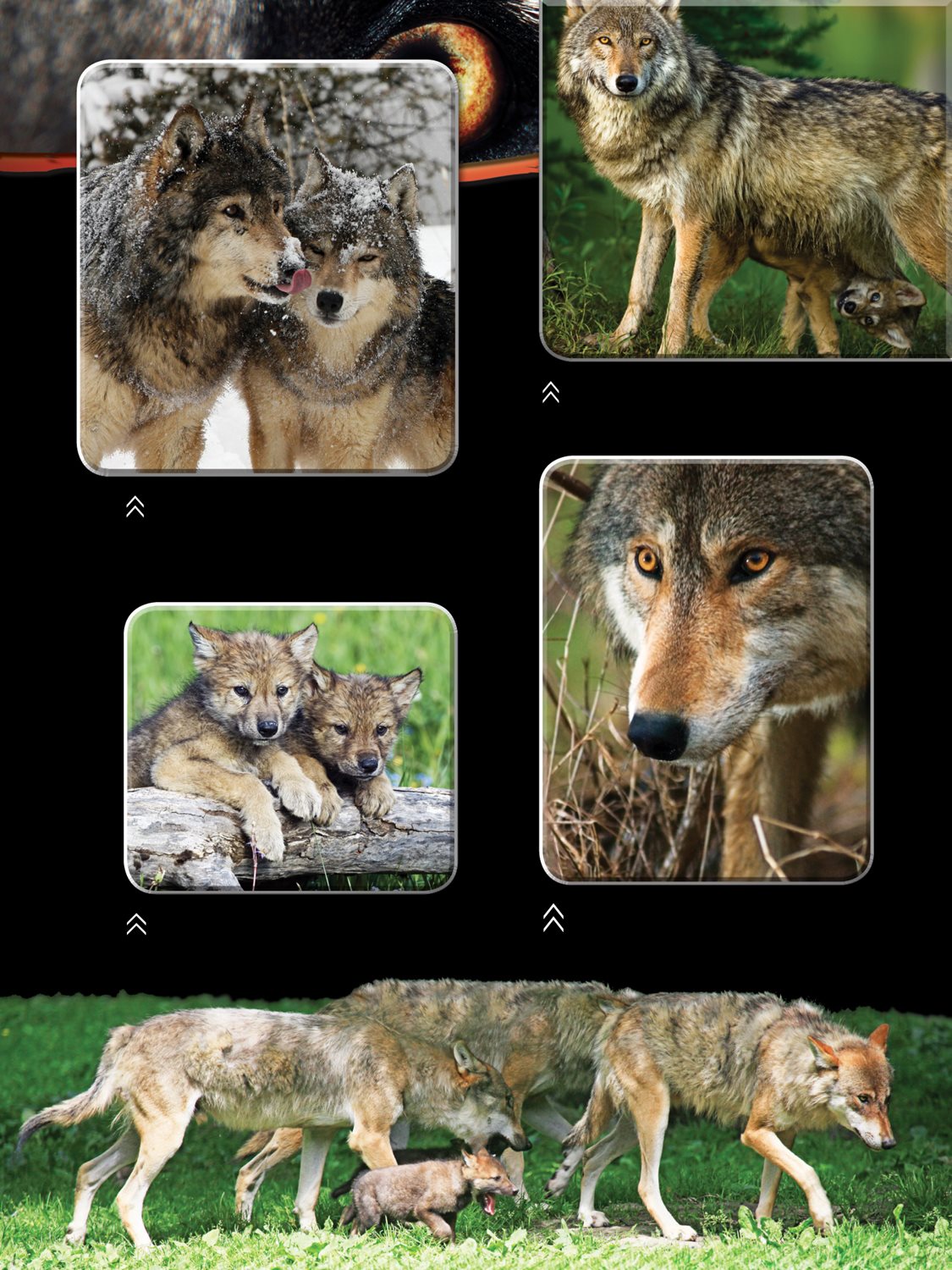 Here are an alpha male and female gray wolf in the Rocky Mountains The adult - photo 16