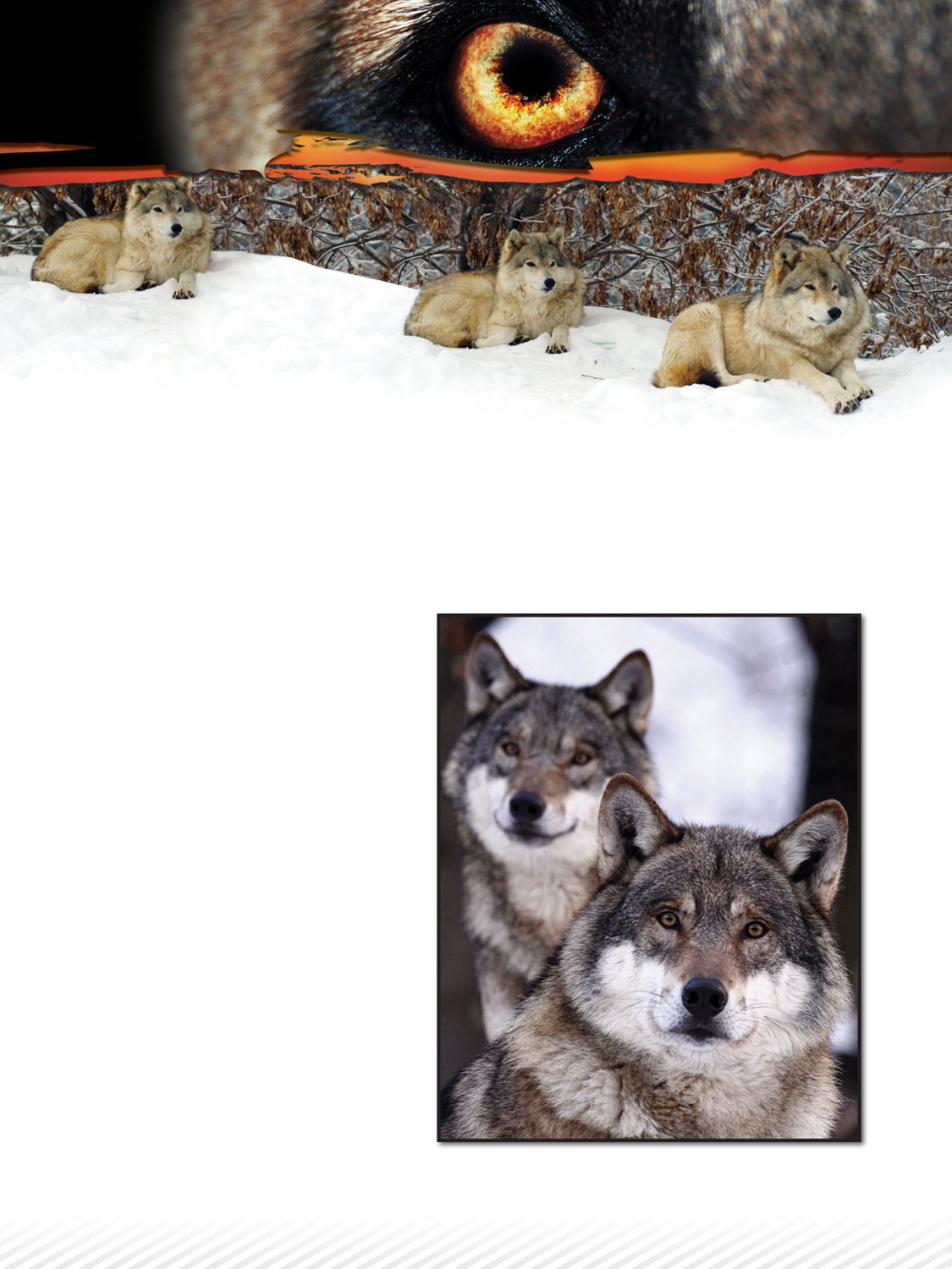 Does your family have a dog Then you live with a relative of the gray wolf - photo 10