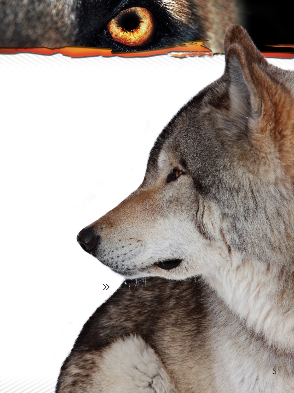 Some wolves were companions to humans before the dog Dogs were from wolves - photo 11