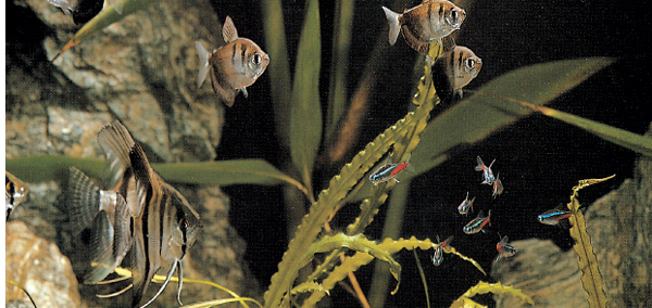 The black and silver stripes of the Angelfish and Black Widow Tetras complement - photo 8