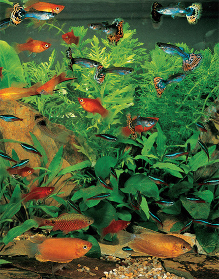 Photographs by Photomax UK Tropical freshwater fish come from many different - photo 9