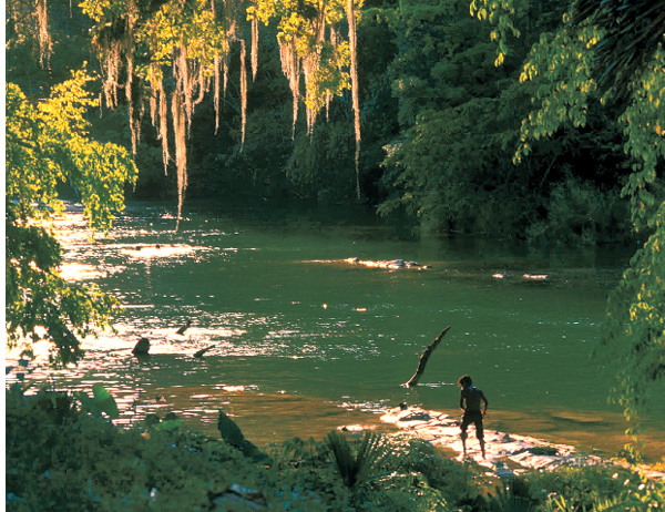 The warm waters of South and Central America are home to a wide range of - photo 10