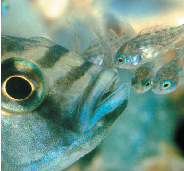 A mouth breeding cichlid will incubate fertilized eggs in its mouth for about - photo 11