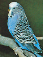 Owning budgerigars is great fun but also a huge responsibility All pets need a - photo 5