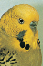 Owning budgerigars is great fun but also a huge responsibility All pets need a - photo 6