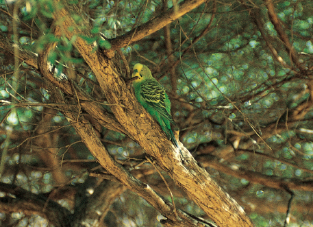 The wild budgerigars bright green plumage and the contrasting wing patterning - photo 9