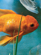 Owning goldfish is great fun but it is a responsibility All animals need a - photo 4