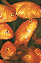 Owning goldfish is great fun but it is a responsibility All animals need a - photo 5