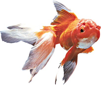 The goldfish which was first bred by the Chinese over 4500 years ago was - photo 6