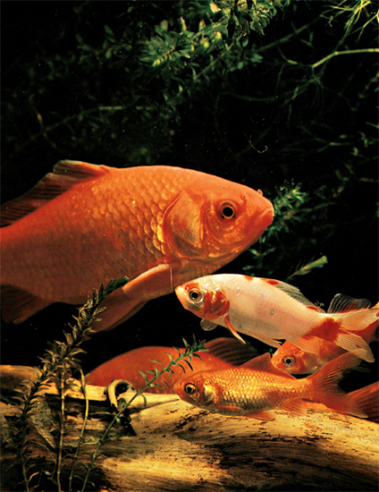 The goldfish which was first bred by the Chinese over 4500 years ago was - photo 7