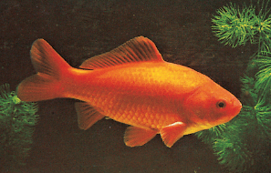 Common goldfish For the novice fishkeeper the common goldfish is the most - photo 8