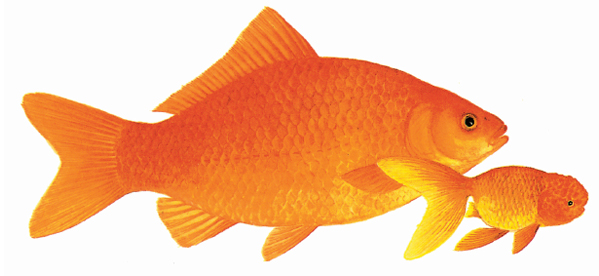 Although the single-tailed Common Goldfish and the twin-tailed Lionhead are - photo 9