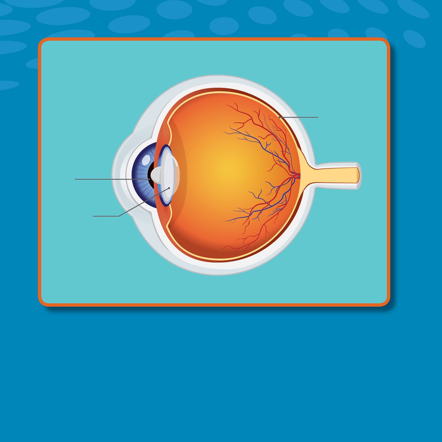 pupil lens retina RET - in - uh After going through the lens light - photo 16