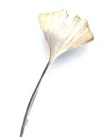 silver ginkgo leaf designer unknown copper ginkgo leaf Beauvoir the - photo 13
