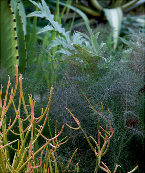 Bronze fennel tickles its neighbors an artichoke and the colorful Sticks on - photo 5