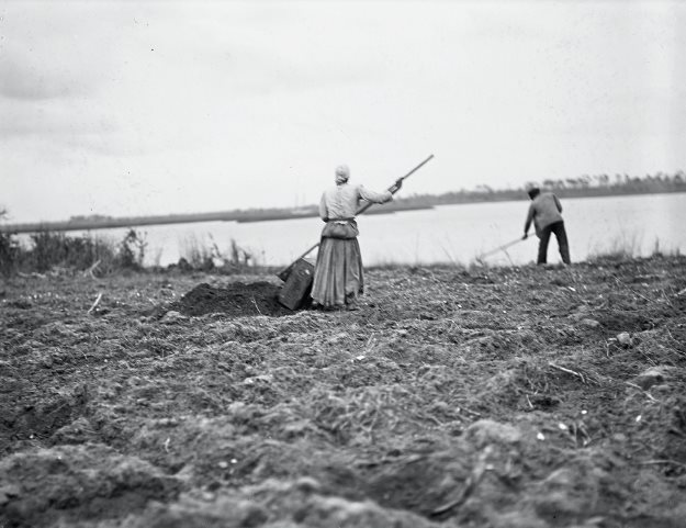 Planting watermelons Hilton Head 1904 American Museum of Natural History - photo 6