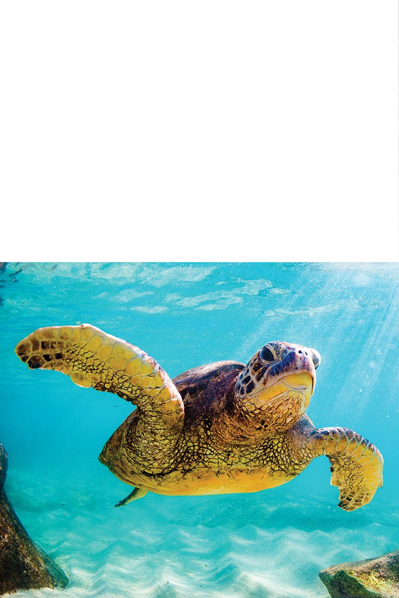 Where would you live Green sea turtles live in warm oceans around the - photo 7