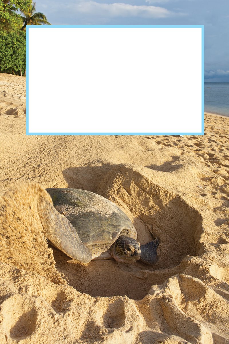 How would your life begin A mother sea turtle clears away sand with her - photo 9