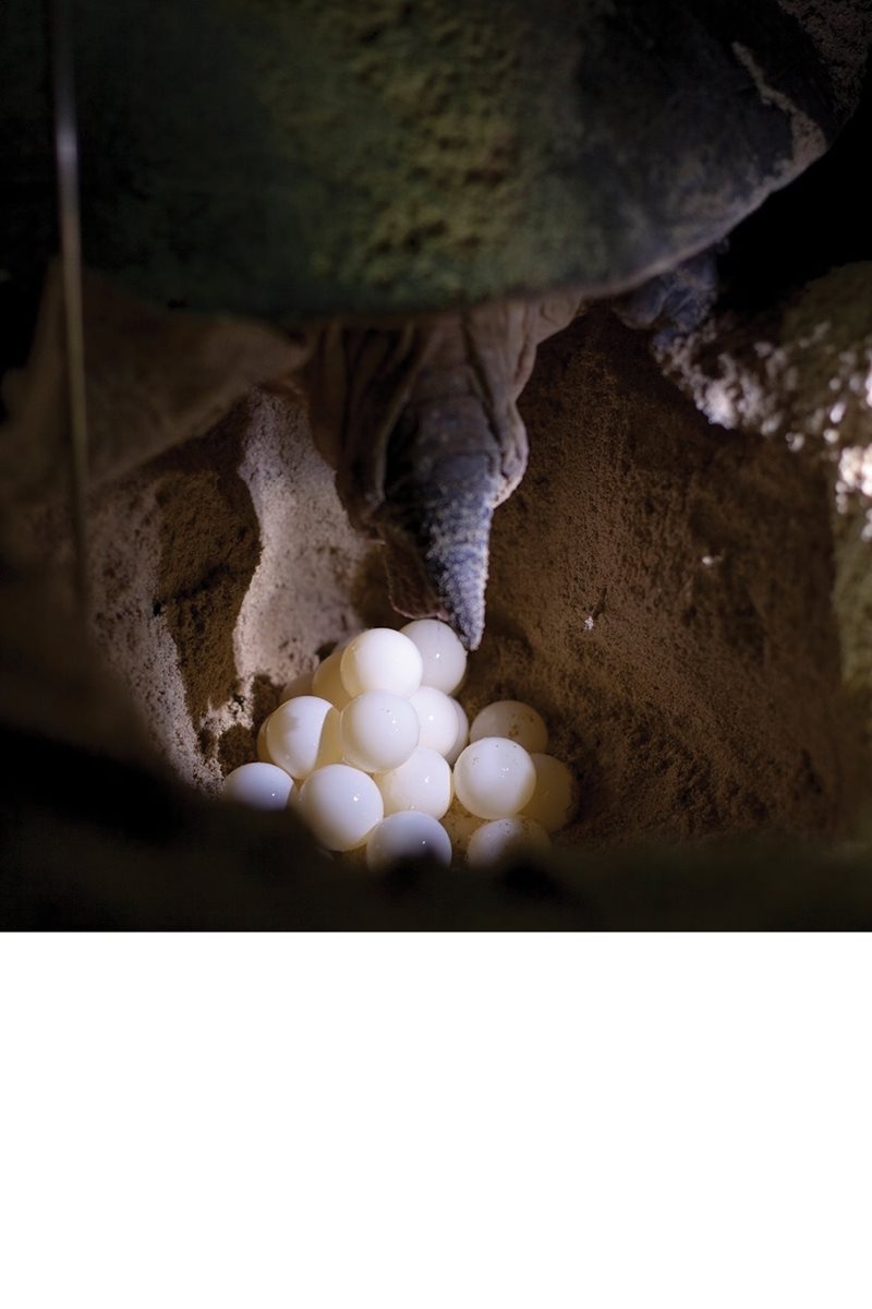 This hole is a nest where she lays about one hundred eggs The mother - photo 10
