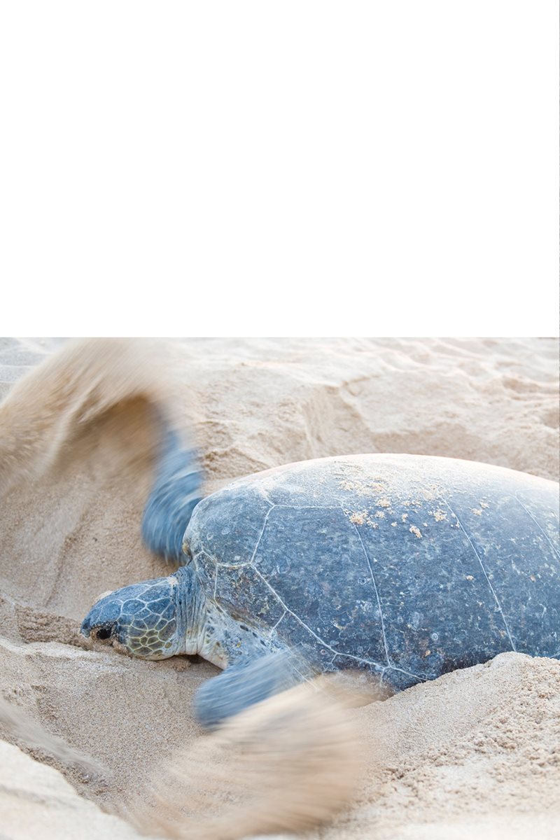 The mother sea turtle covers the eggs with sand and goes back to the ocean - photo 11