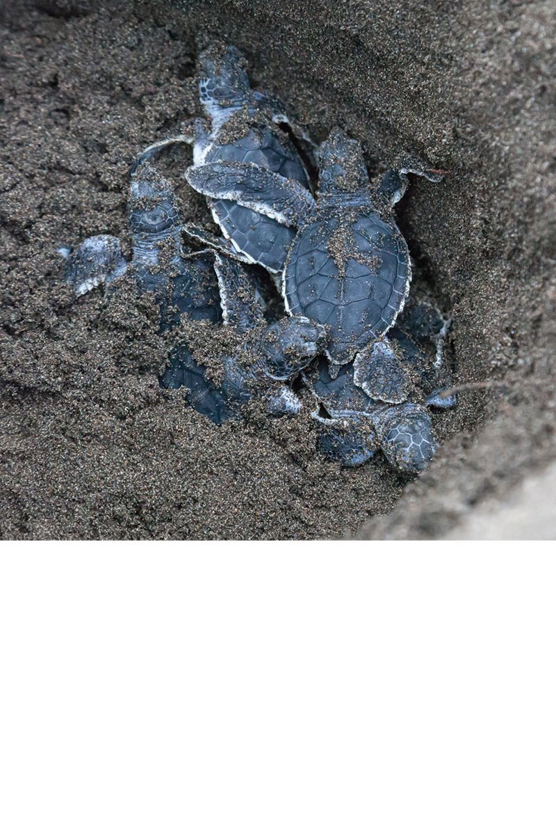 Two months later the eggs hatch The baby turtles wiggle their way out of - photo 12