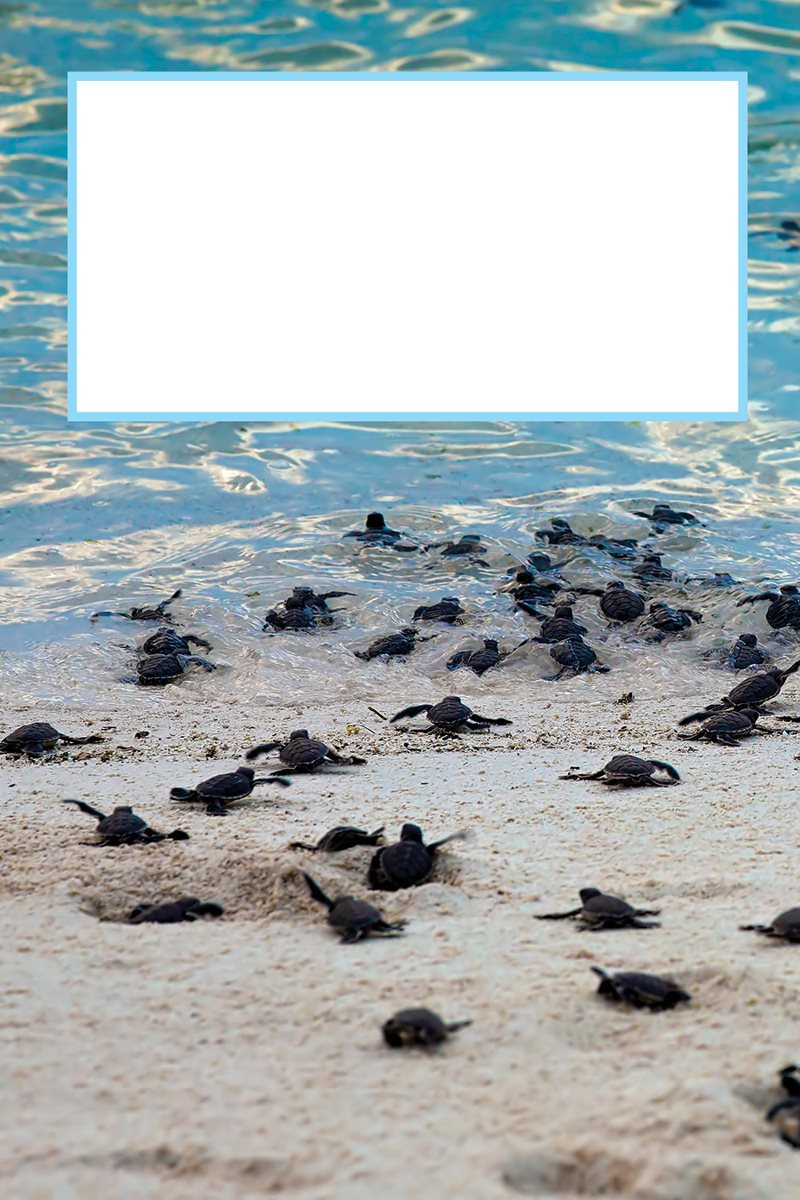 Baby turtles are called hatchlings When hatchlings leave the nest they - photo 13