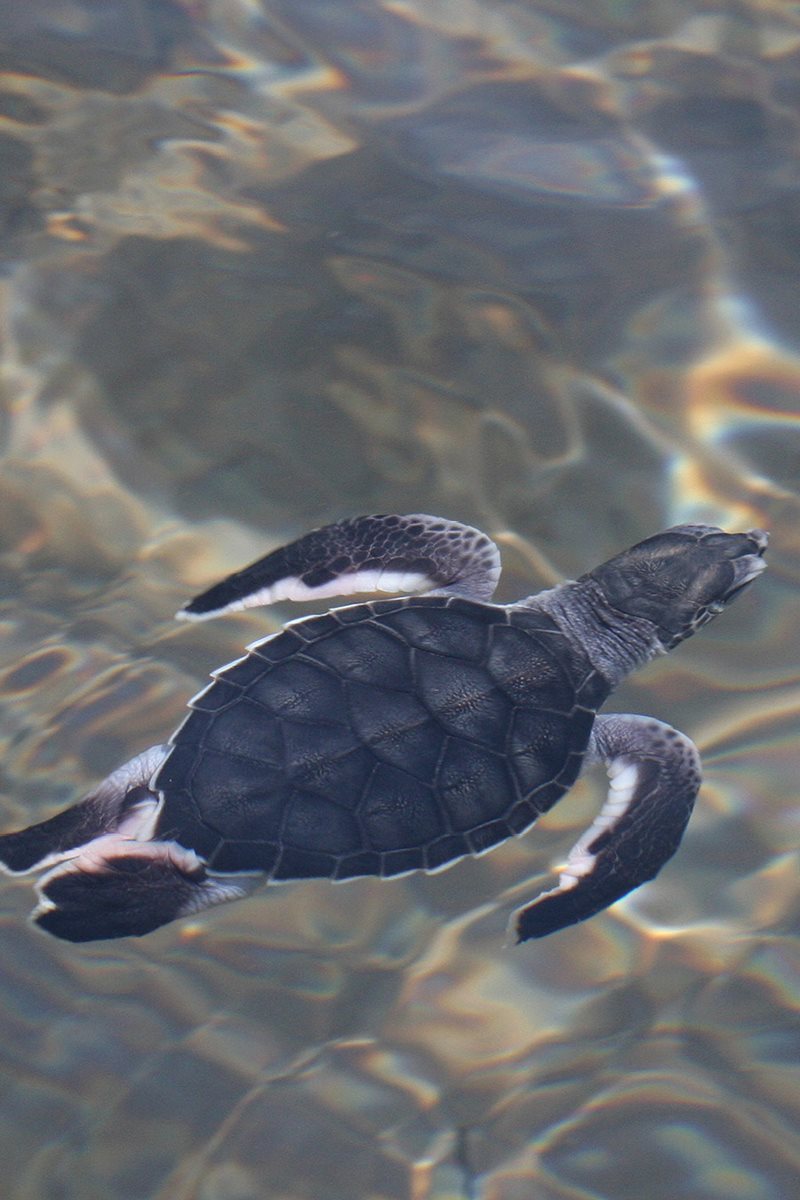 Where would you go Baby sea turtles swim way out into the ocean They - photo 15