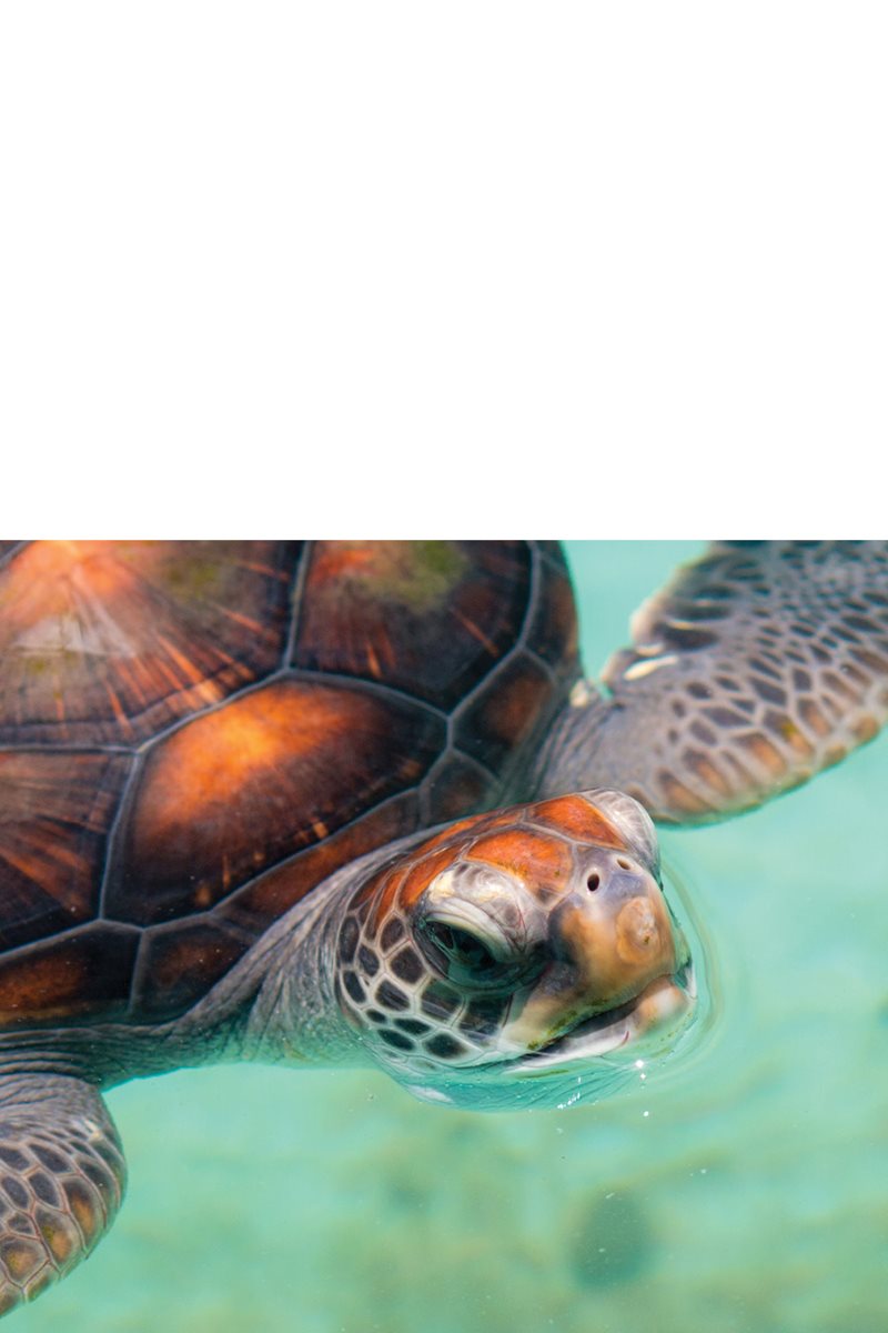 How would you breathe Sea turtles live underwater but they need to - photo 17