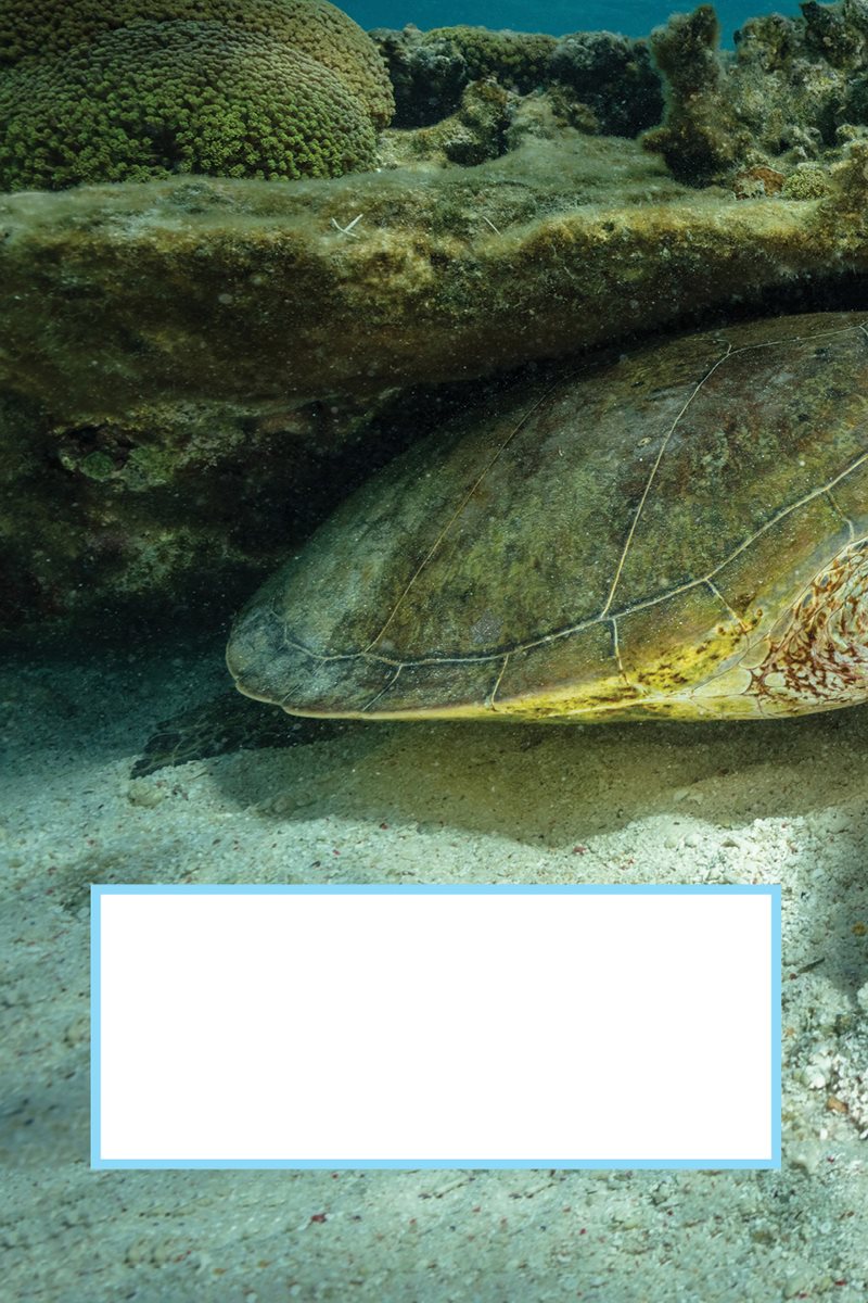Where would you sleep Sea turtles sleep underwater Sometimes they nap - photo 19