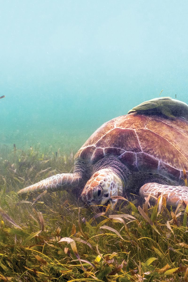 What would you eat Green sea turtles eat seagrasses seaweed and other - photo 21