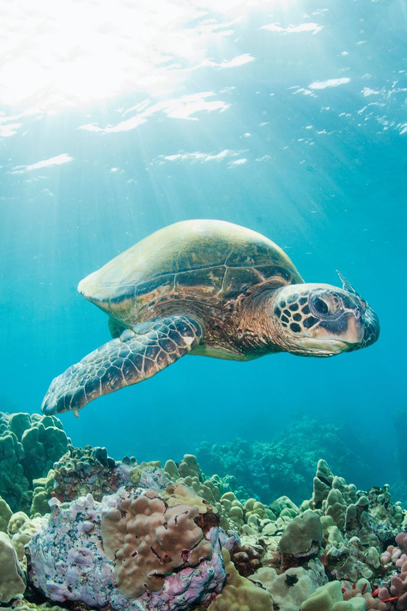 Being a sea turtle could be cool But do you want to live underwater Get - photo 29