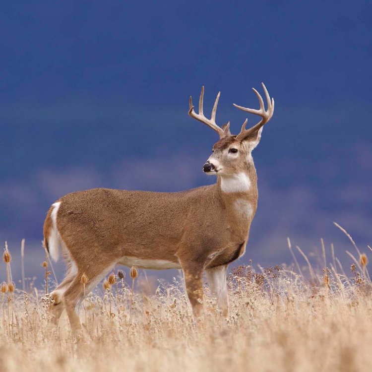 White-tailed deer are herbivores They eat whatever plants they can find such - photo 8