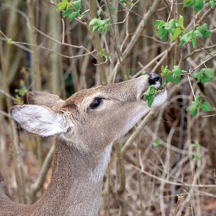 Deer Scat White-tailed deer have a four-part stomach that helps them digest - photo 9