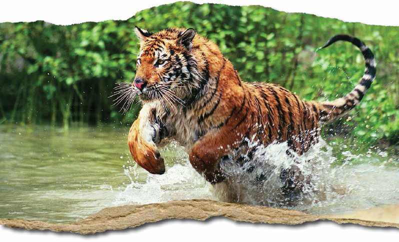 Bengal tigers native to India are like other subspecies of tigers in that - photo 2