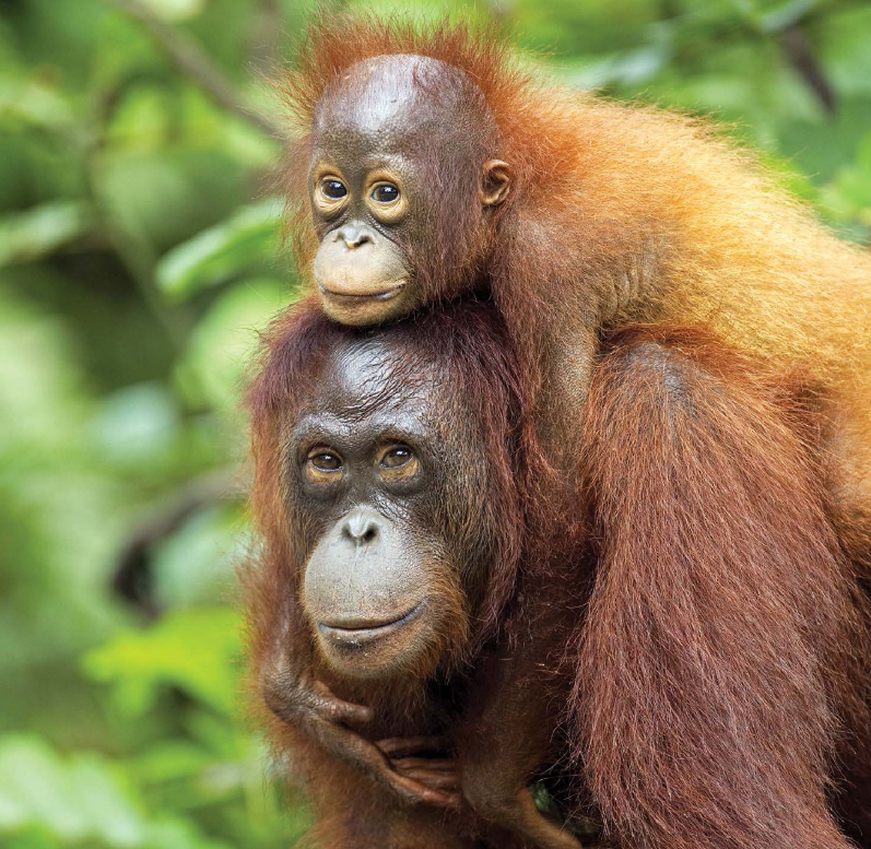 A mother and baby orangutan two examples of the endangered red apes live in a - photo 2