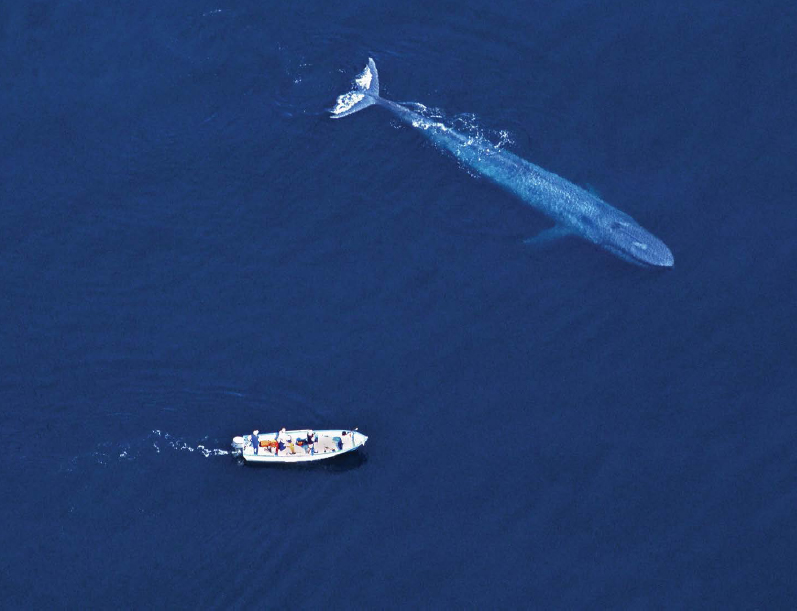 A 22-foot 7-meter boat looks like a small toy next to a blue whale The blue - photo 2