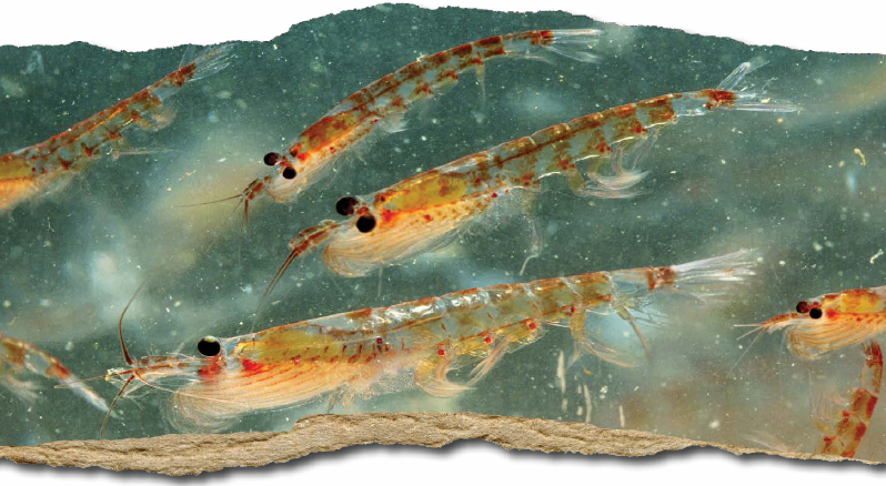 Krill are tiny shrimplike creatures that serve as the main food source for the - photo 3