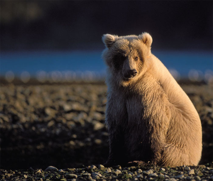 Contents INTRODUCTION BEARS SYMBOLIZE THE WILD There is something inherent - photo 6