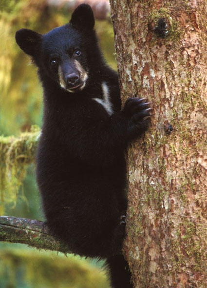 Black bear spring cub Tongass National Forest Southeast Alaska Black - photo 8