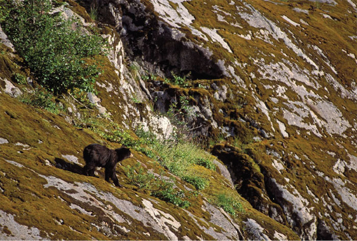 Black bear Kenai Fjords National Park Southcentral Alaska Grizzly bear - photo 9