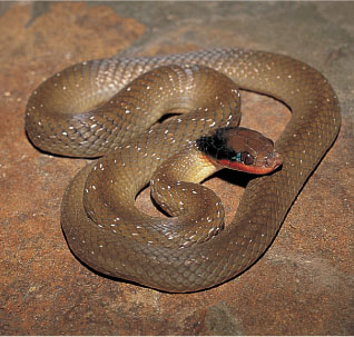 Herald or Red-lipped Snake Rock or White-throated monitor Southern - photo 2