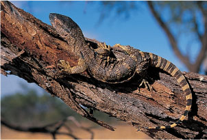 Rock or White-throated monitor Southern African reptiles Most people when - photo 3