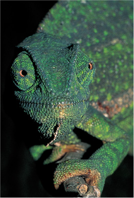 Flap-necked Chameleon In southern Africa we have 480 species of reptiles - photo 4