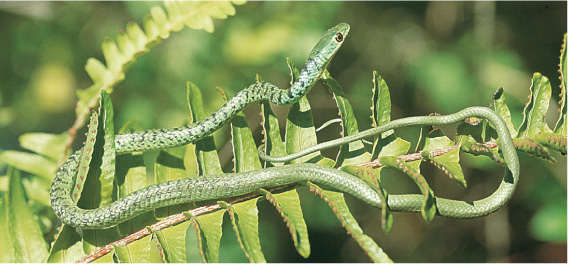 Spotted Bush Snake Habits Different reptile have different social and - photo 7